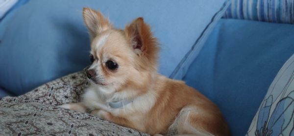 Close-up of a dog looking away
