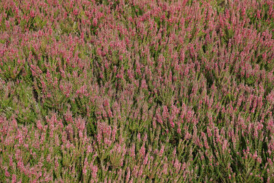 High angle view of pink flowering plants on field