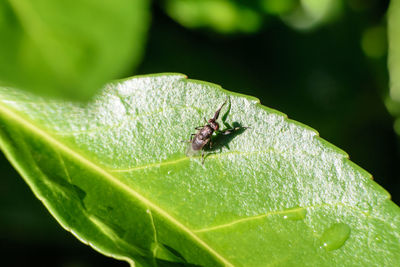 Close-up of insect on leaf