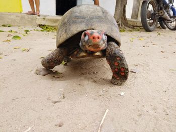 View of tortoise on road