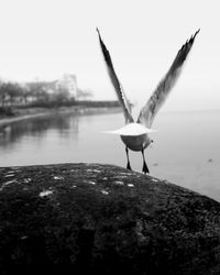 Seagull flying over a rock