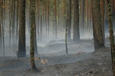 Trees in forest