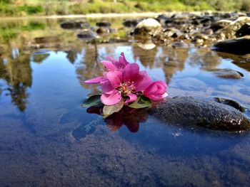 Close-up of pink lotus water lily in lake