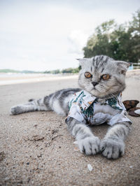 Cat relaxing on beach