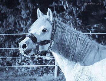 Close-up of horse in ranch