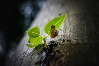 Close-up of insect on leaves