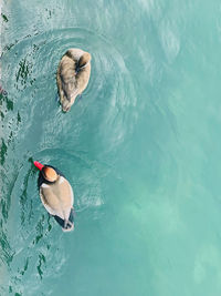 High angle view of penguin swimming in sea