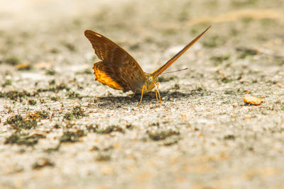 Close-up of butterfly