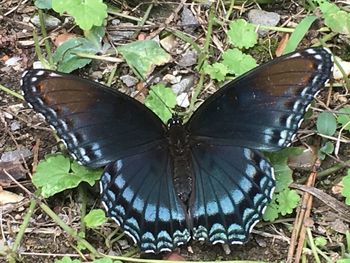 High angle view of butterfly on plants