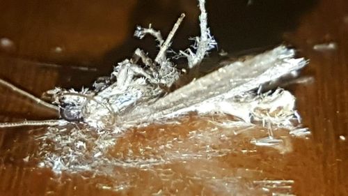 Close-up of ice crystals