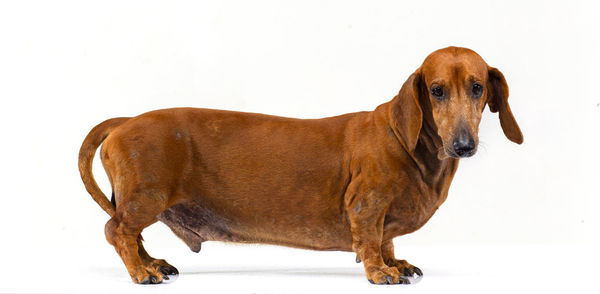 Portrait of a dog over white background