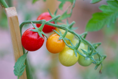Close up the cherry tomatoes with three color different on the branch ,changing color of tomato.