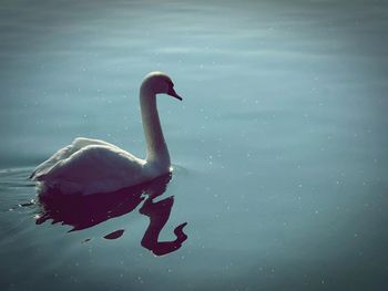 Swan swimming in lake against sky