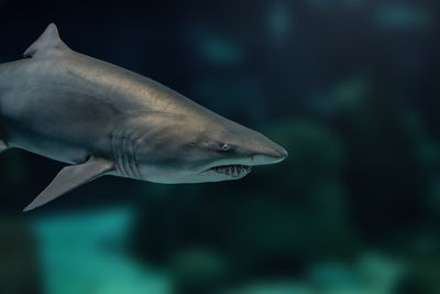 Close-up of fish swimming in aquarium