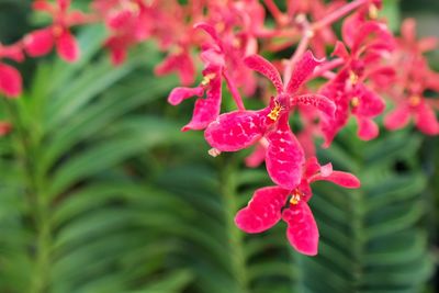 Close-up of pink flowers