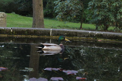 Ducks on tree by water