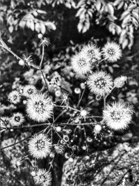 Close-up of flower plant