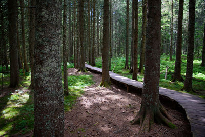 Pine trees in forest