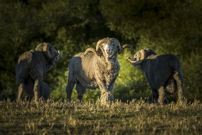 Sheep standing on field