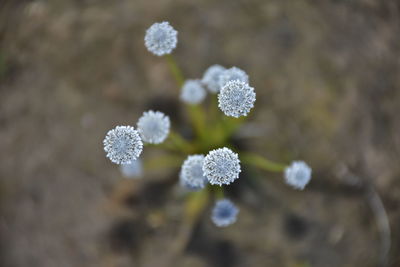 Close-up of frozen plant on land