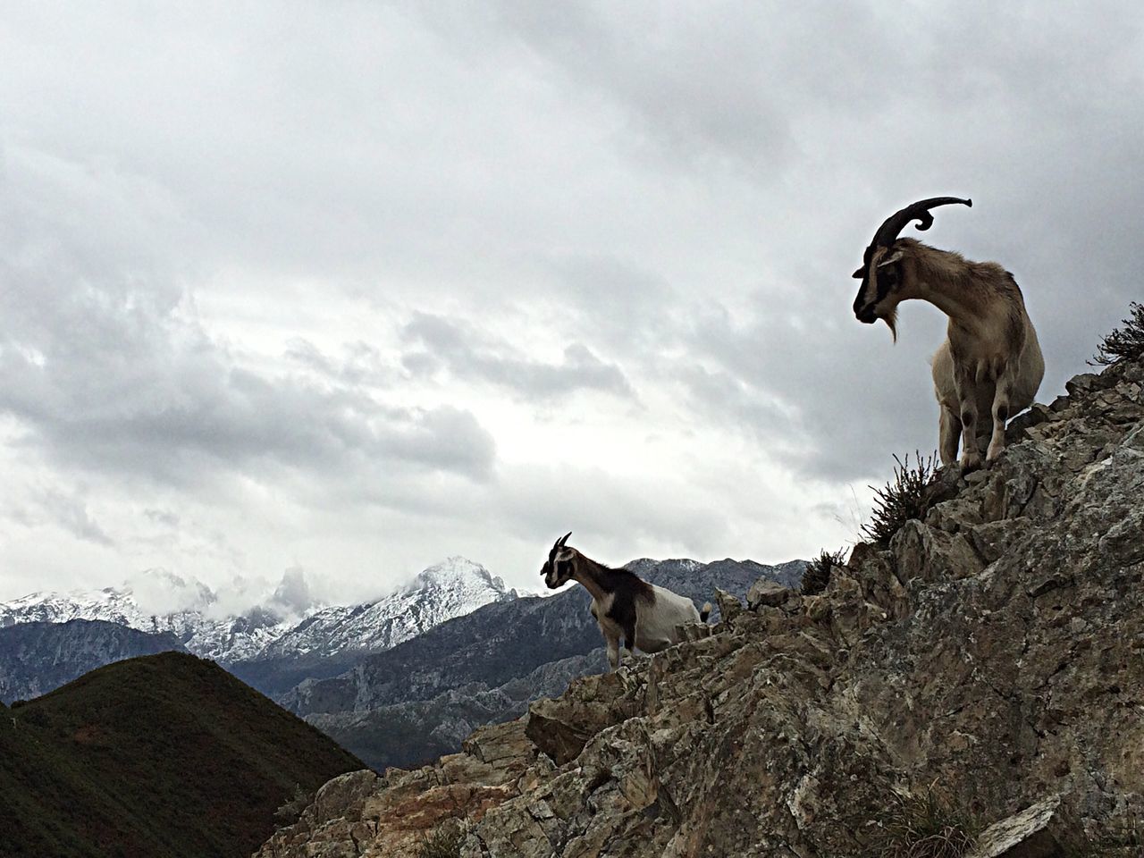 animal themes, sky, mammal, mountain, one animal, cloud - sky, animals in the wild, wildlife, domestic animals, low angle view, standing, full length, cloudy, nature, two animals, mountain range, cloud, landscape, day, rock - object