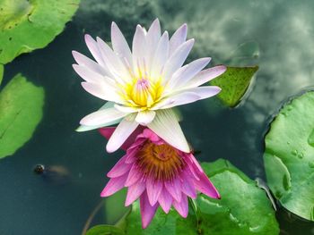 Close-up of lotus water lily