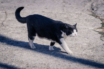 Cat standing on street