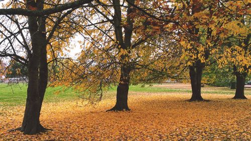 Trees on landscape during autumn