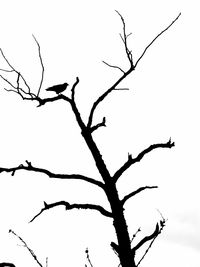 Low angle view of silhouette bare tree against clear sky