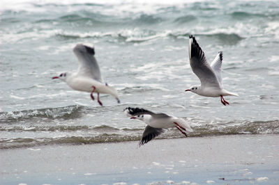 Seagulls flying over sea