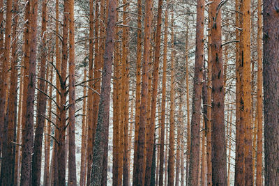 Close-up of tree trunks