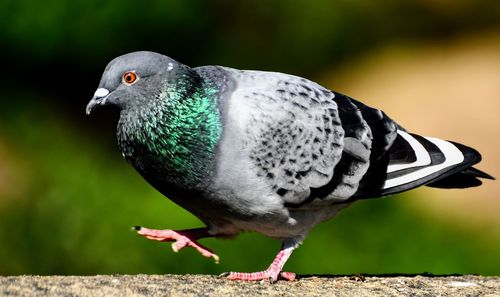 Close-up of pigeon perching