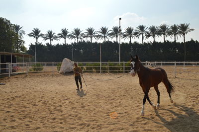 Man with horse in ranch against sky