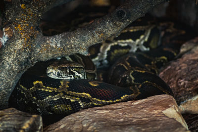 Close-up of snake