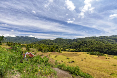 Scenic view of field against sky