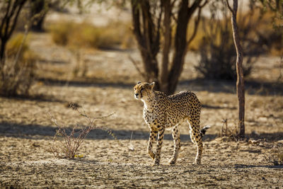 Cheetah walking on field