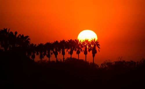 Silhouette plants against sky during sunset