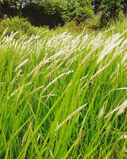 Full frame shot of crops growing on field