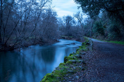 River flowing through forest