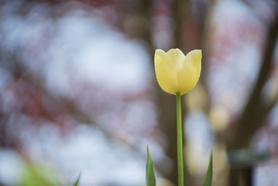 Close-up of yellow flower