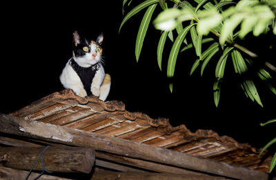 Portrait of cat sitting outdoors