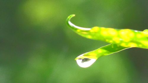 Close-up of fresh green plant