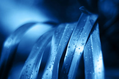 Close-up of raindrops on leaf colored blue