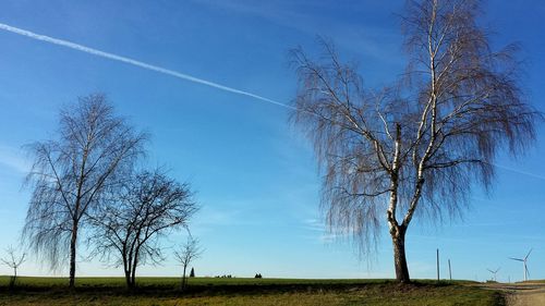 Bare trees on field against blue sky