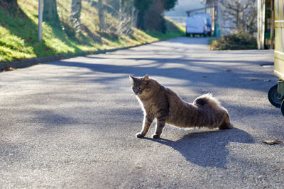 High angle view of a cat on road