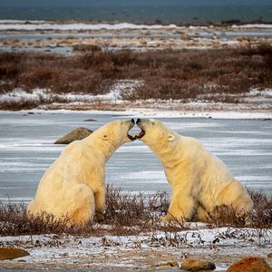 Playful polar bears on field during winter