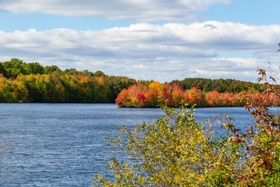 Scenic view of lake by trees against sky
