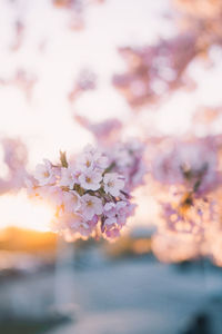 Close-up of pink cherry blossom
