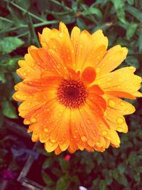 Close-up of water drops on yellow flower