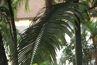 Close-up of palm trees